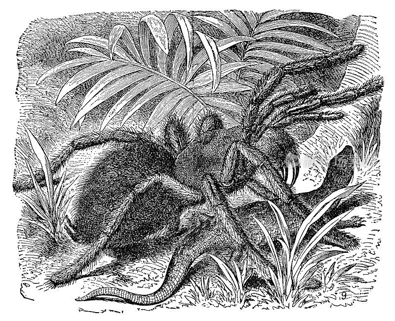 粉趾狼蛛(Avicularia Avicularia)攻击蜥蜴- 19世纪